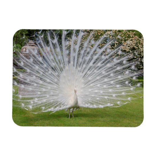 Magnet Flexible Albino Peacock Affiche les plumes (Horizontal)