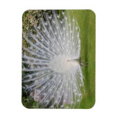 Magnet Flexible Albino Peacock Affiche les plumes (Vertical)
