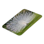 Magnet Flexible Albino Peacock Affiche les plumes (Côté Gauche)