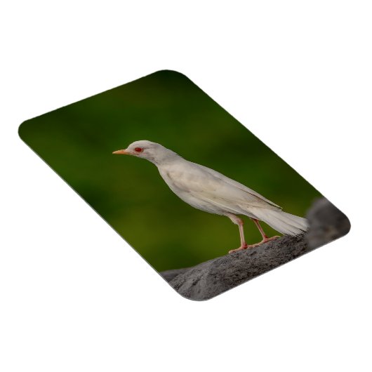 Magnet Flexible Albino Robin dans Crown Point (Côté Droit)