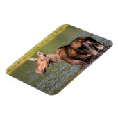 Magnet Flexible Alimentation de l'orignal dans le parc national de (Côté Gauche)