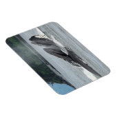 Magnet Flexible Alimentation des baleines à bosse (Côté Droit)