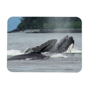 Magnet Flexible Alimentation des baleines à bosse