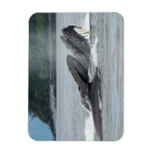 Magnet Flexible Alimentation des baleines à bosse (Vertical)