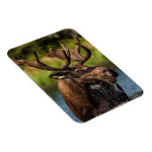 Magnet Flexible Allaitement d'orignaux dans le parc national des G (Côté Droit)