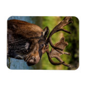 Magnet Flexible Allaitement d'orignaux dans le parc national des G (Horizontal)