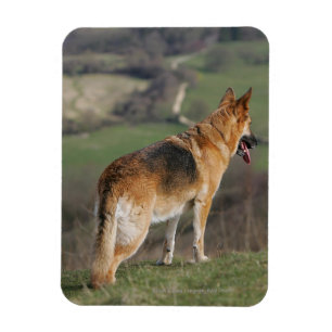 Magnet Flexible Allemand Shephard regardant en bas de la colline