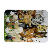 Magnet Flexible Allergies animales (Horizontal)