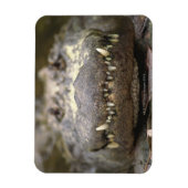 Magnet Flexible Alligator américain (Vertical)