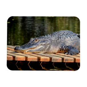 Magnet Flexible Alligator at Homosassa Springs Wildlife State Park