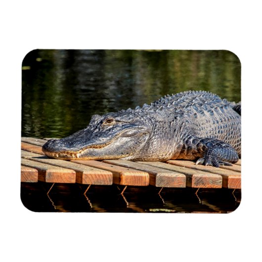 Magnet Flexible Alligator at Homosassa Springs Wildlife State Park (Horizontal)