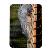 Magnet Flexible Alligator at Homosassa Springs Wildlife State Park (Vertical)