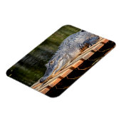 Magnet Flexible Alligator at Homosassa Springs Wildlife State Park (Côté Gauche)