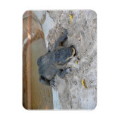 Magnet Flexible Alligator, Fort Lauderdale, Floride (Vertical)