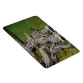 Magnet Flexible Alligators américains (Côté Droit)