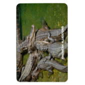 Magnet Flexible Alligators américains (Vertical)