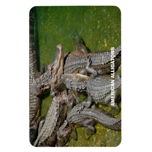 Magnet Flexible Alligators américains (Vertical)