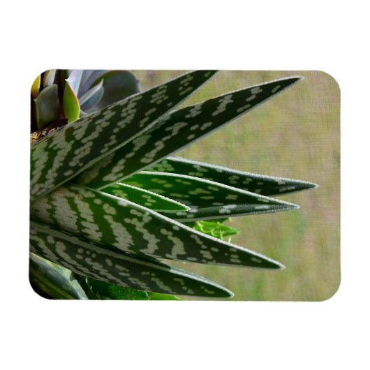 Magnet Flexible Aloe "Gator" Variegata Succulent (Horizontal)