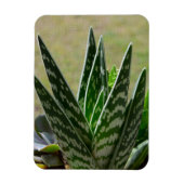 Magnet Flexible Aloe "Gator" Variegata Succulent (Vertical)