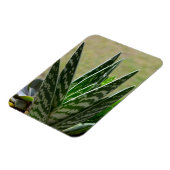 Magnet Flexible Aloe "Gator" Variegata Succulent (Côté Gauche)