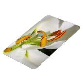 Magnet Flexible Amande Lily blanche (Côté Gauche)