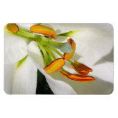Magnet Flexible Amande Lily blanche (Horizontal)