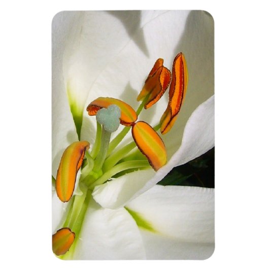 Magnet Flexible Amande Lily blanche (Vertical)