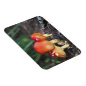 Magnet Flexible Amanita family mushrom (Côté Droit)