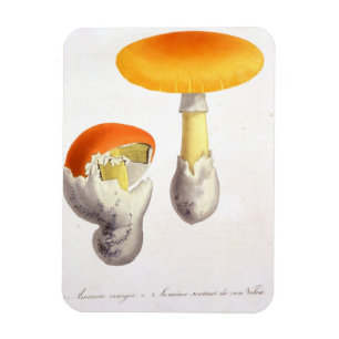 Magnet Flexible Amanite Caesaria de "Phytographie Medicale" par J
