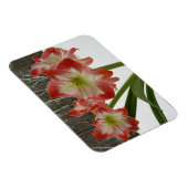 Magnet Flexible Amaryllis en Fête Rouge Neige Hiver Floral (Côté Droit)