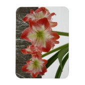 Magnet Flexible Amaryllis en Fête Rouge Neige Hiver Floral (Vertical)
