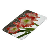 Magnet Flexible Amaryllis en Fête Rouge Neige Hiver Floral (Côté Gauche)