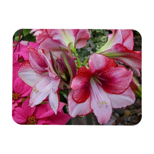 Magnet Flexible Amaryllis et Poinsettia Fleurs de Fêtes Rouges (Horizontal)
