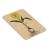 Magnet Flexible Amaryllis Tulip Jardin Botanique Fleur (Côté Droit)