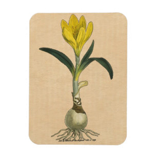 Magnet Flexible Amaryllis Tulip Jardin Botanique Fleur