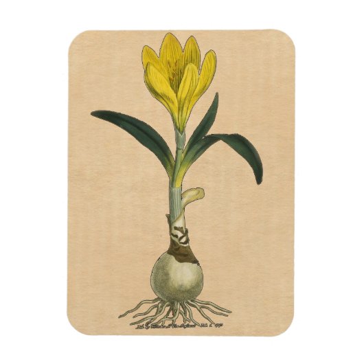 Magnet Flexible Amaryllis Tulip Jardin Botanique Fleur (Vertical)