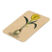 Magnet Flexible Amaryllis Tulip Jardin Botanique Fleur (Côté Gauche)