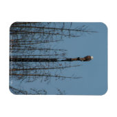 Magnet Flexible American Bald Eagle 8974 (Horizontal)