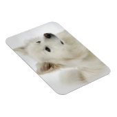 Magnet Flexible American Eskimo Dog Art (Côté Droit)