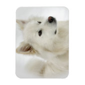 Magnet Flexible American Eskimo Dog Art (Vertical)