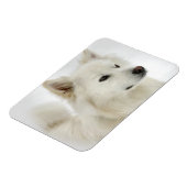 Magnet Flexible American Eskimo Dog Art (Côté Gauche)