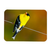 Magnet Flexible American Goldfinch - Photo originale (Horizontal)