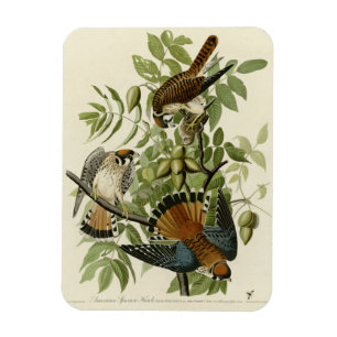 Magnet Flexible American Sparrow Hawk - Audubon's Birds of America