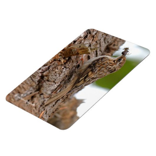Magnet Flexible American Treecreeper avec bug (Côté Gauche)