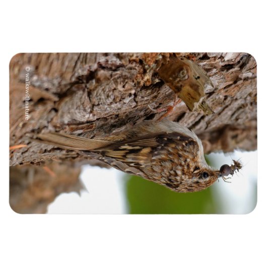 Magnet Flexible American Treecreeper avec bug (Horizontal)