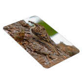 Magnet Flexible American Treecreeper avec bug (Côté Droit)