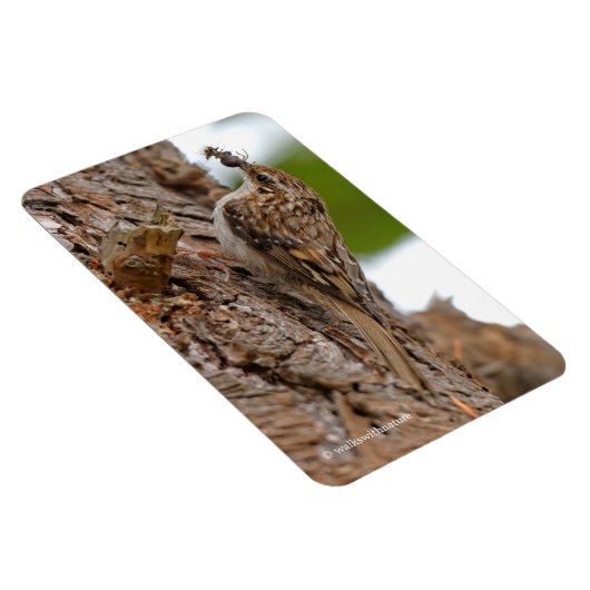 Magnet Flexible American Treecreeper avec bug (Côté Droit)