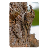 Magnet Flexible American Treecreeper avec bug (Vertical)