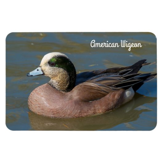 Magnet Flexible American Wigeon (Horizontal)