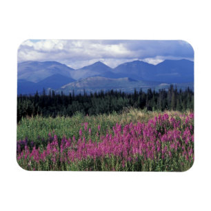Magnet Flexible Amérique du Nord, Canada, Yukon. Floraison d'épilo